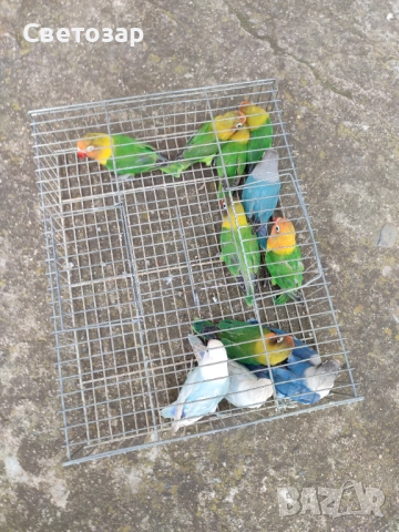 Маскови и фишерови неразделки, какарики, снимка 8 - Папагали - 51640667