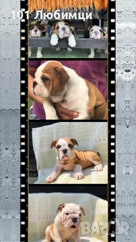 Английски булдог