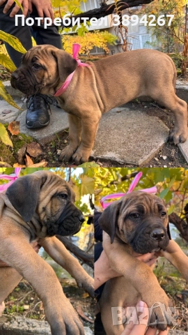 Продавам кученца кане корсо на 2 месеца. С поставени ваксини, здравни книжки. Хранят се самостоятелн, снимка 1