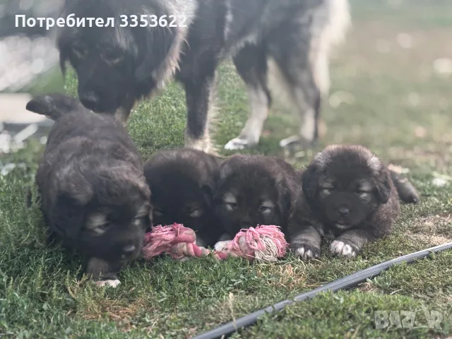 Кавказки овчарки 2 женски и 2 мъжки
