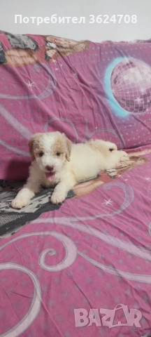 Продавам кученце Лагото Романьол