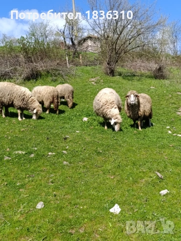 Агне 37кг, снимка 2 - Овце - 54157529