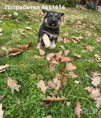 Източноевропейска овчарка, снимка 8 - Други - 52432078