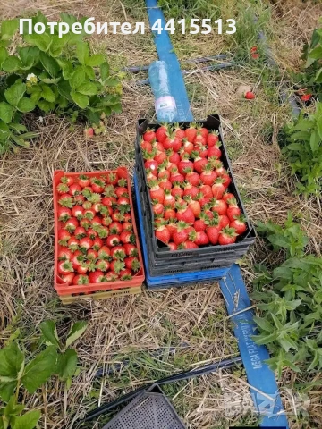Разсад ягоди, снимка 2 - Разсади - 54014253