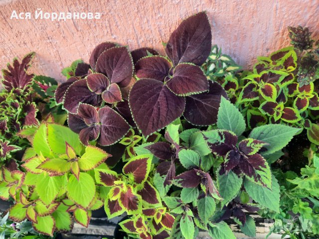 Копривки 10 цвята за 25 лв, снимка 1