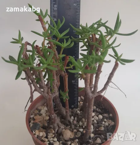 Красула (Crassula tetragona), сукулентно растение