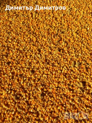 царевица реколта 2025