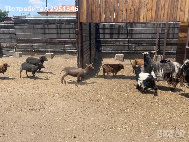 Декоративни холандски шилета / овце, снимка 3 - Овце - 51366008