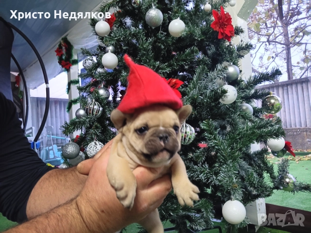 Френски булдог , снимка 8 - Френски булдог - 52641487