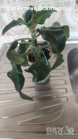 Каланхое дегреминтиана , снимка 4 - Стайни растения - 52594230