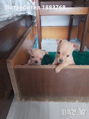 животни мини чихопинчари , снимка 3 - Чихуахуа - 54291311