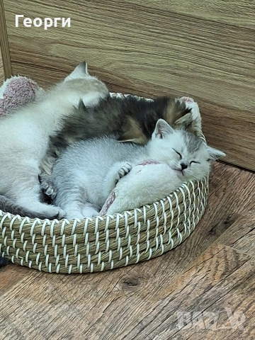 Британски късокосмести, снимка 12 - Британска късокосместа - 54100765