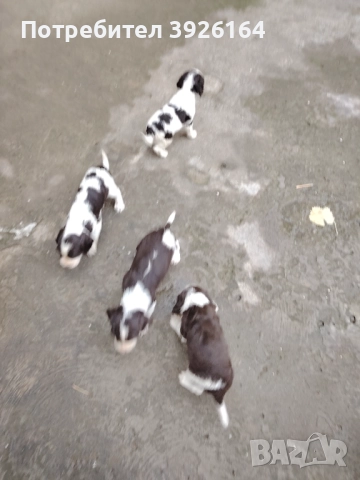 Спрингер Шпаньол , снимка 9 - Шпаньоли - 52334906