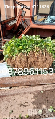 Разсад ягоди и малини , снимка 14 - Разсади - 53133393
