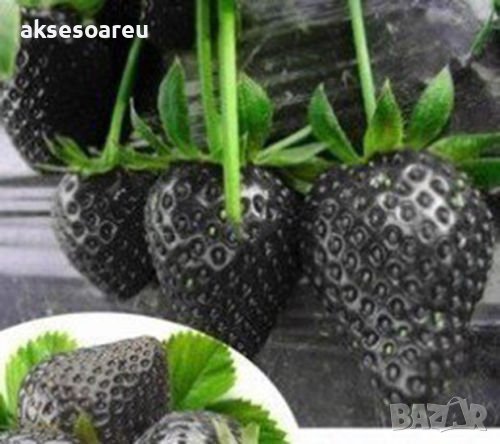 200 семена от плод черна ягода черни ягоди органични плодови ягодови семена от вкусни ягоди отлични , снимка 7 - Сортови семена и луковици - 37706890