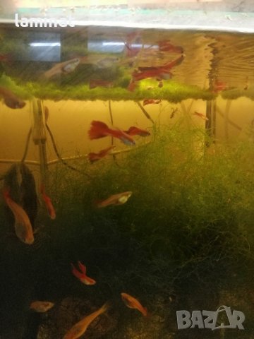 Продавам гупи, ричия и Явански мъх, снимка 4 - Рибки - 40354171