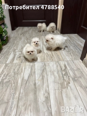 Мини померан, снимка 5 - Померан - 54100971