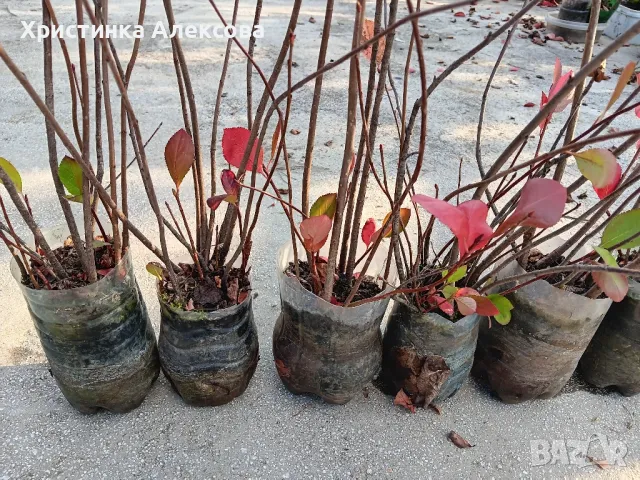 Арония фиданки, снимка 9 - Разсади - 47450537