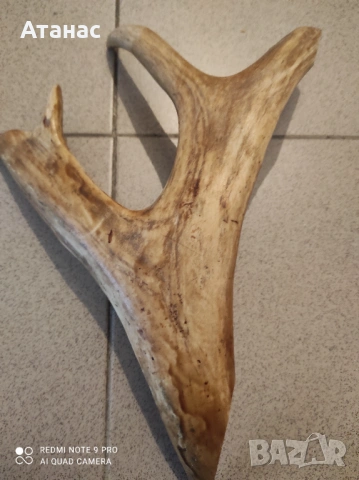 Продавам еленов рог