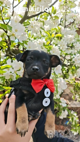 продавам мини пинчер, снимка 4 - Пинчер - 54251248