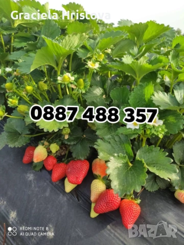 Продавам здрав разсад ягоди  целогодишни , снимка 12 - Сортови семена и луковици - 53945514