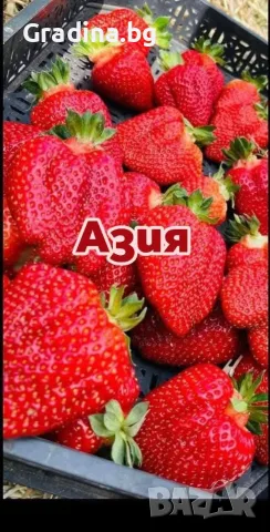 Продавам разсад ягоди сезонни и целогодишни сортове цена от 0.30€