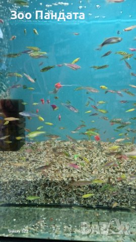 Рибки Цветно Данио, снимка 3 - Рибки - 44306895