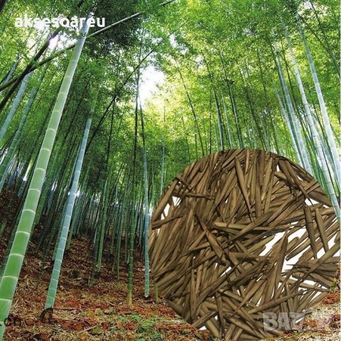 Семена от гигантски бамбук Moso Bambo градински горски декоративни растения декорация за градината д, снимка 1 - Сортови семена и луковици - 37768489