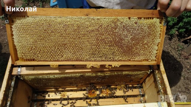 Пчелен мед и пчелни продукти : клеева , (прополисова) тинктура , прашец , тематични восъчни свещи, снимка 3 - Пчелни продукти - 30148826