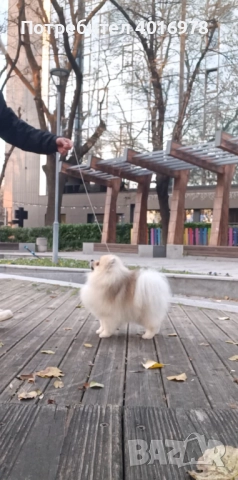 Померан момче с Родословие fci, снимка 5 - Померан - 48412694