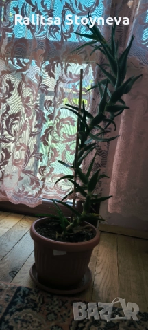 Цвете алое, снимка 3 - Стайни растения - 51757383