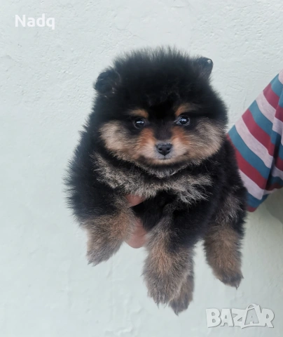 Померан , снимка 2 - Померан - 54322512