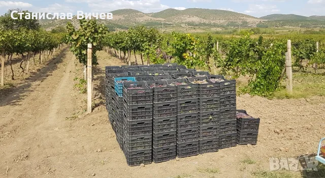 Грозде - винени сортове, снимка 11 - Домашни продукти - 55779965