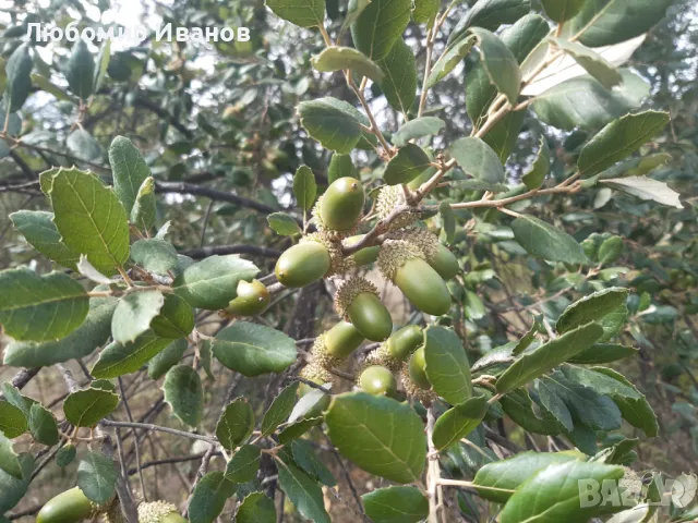 Фиданки от редки и екзотични дървесни видове. Араукария, Давидия, Пекан, Валонски дъб..., снимка 13 - Градински цветя и растения - 39972748