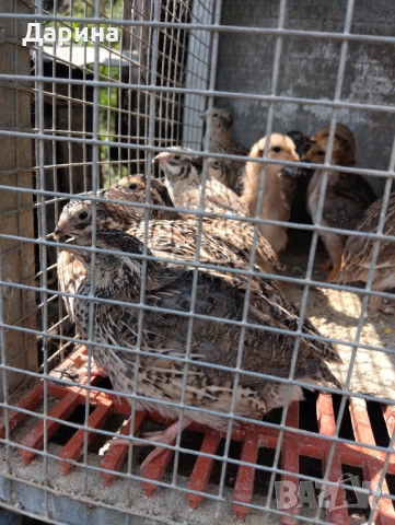 Пъдпъдъци, снимка 2 - Кокошки и пуйки - 54235677