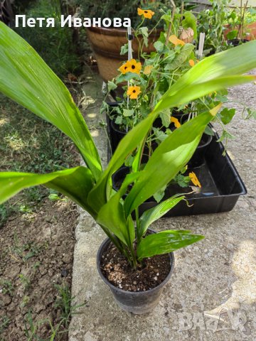 Aspidistra (семейно щастие) , снимка 2 - Стайни растения - 34240113