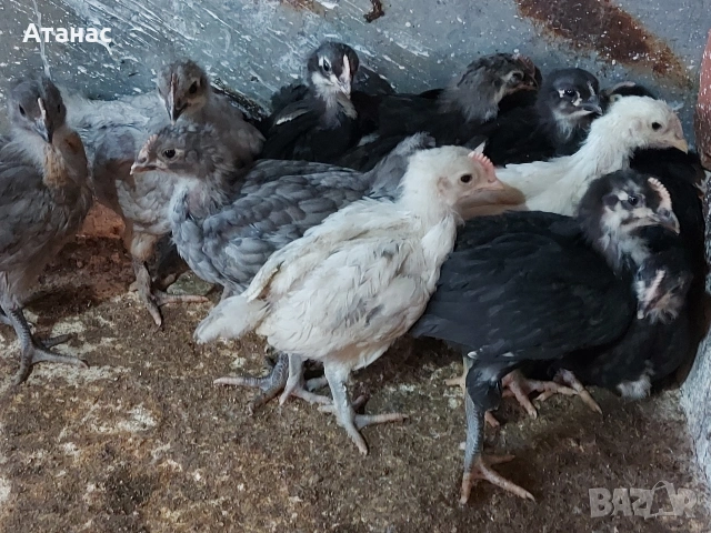 Пилета., снимка 4 - други­ - 54311198