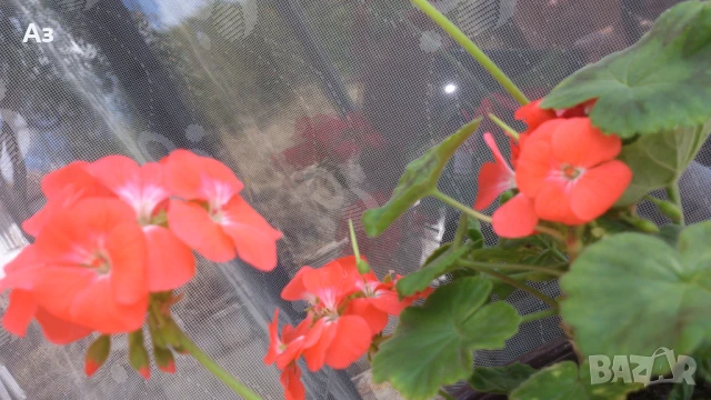 Продавам цветя Мушкато българско, в сандъчета, снимка 12 - Разсади - 51000851