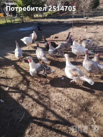 Пуешки яйца за люпене, снимка 1