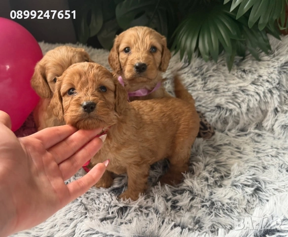 Кокерчета , снимка 3 - Кокер шпаньол - 53268448