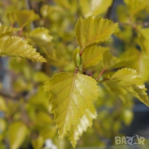 Жълта бреза в саксия , снимка 2 - Разсади - 51862910