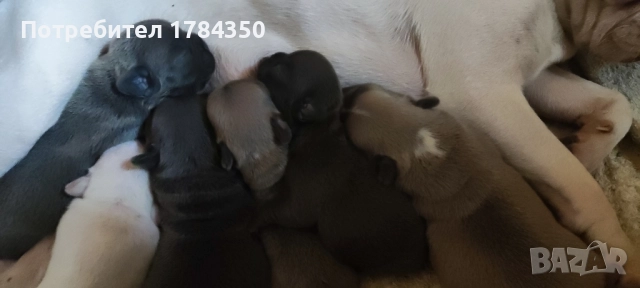 Френски булдог Мерле КОЛЕДНИ , снимка 4 - Френски булдог - 52493975