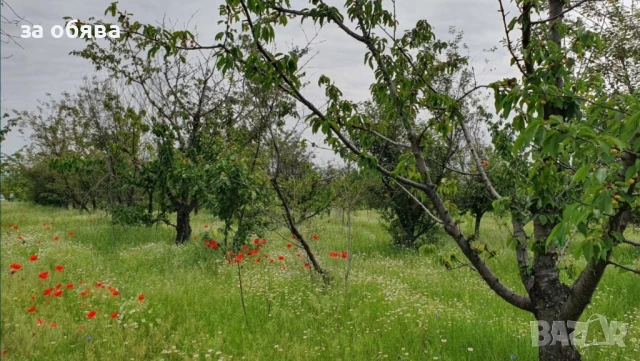 Овощна черешова градина, снимка 3 - Земеделска земя - 51227409