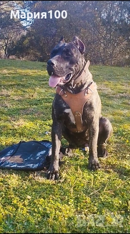 Бриса Канарио Press Canario , снимка 6 - Други - 53171352