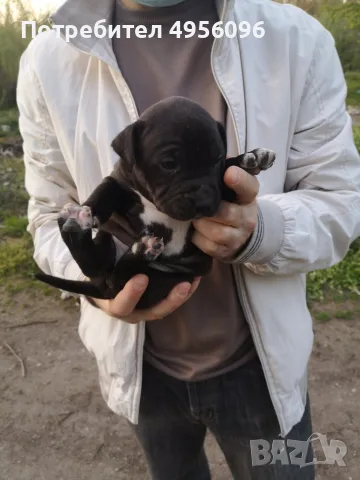 ПРОДАВАМ ЕЛИТНИ ПИТБУЛИ !!!, снимка 2 - Питбул - 56169295