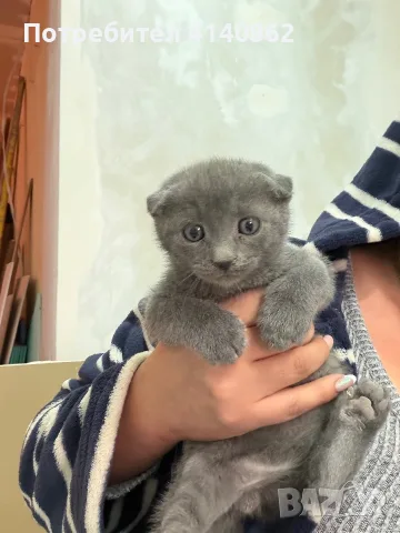 Шотландски клепоухи 