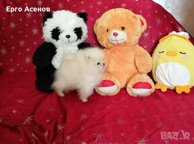 Чистокръвно мини Померанче!, снимка 3 - Померан - 54251251