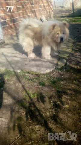 Мъжко Чау Чау за разплод, снимка 3 - Чау Чау - 49173490