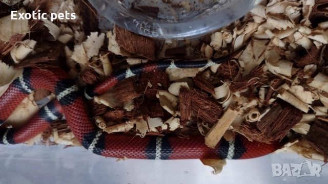 Млечна змия. , снимка 3 - Змии - 53952661