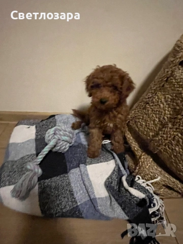 Пудел той СПЕШНО, снимка 2 - Пудели - 54357303